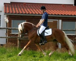 stallion Nobelius (Haflinger, 2000, from Nobelmann)