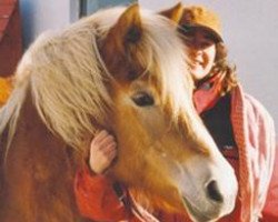 Zuchtstute 11505/T Anke (Haflinger, 1975, von Marschall)