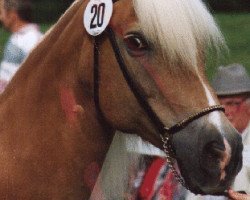 Zuchtstute Allegra (Haflinger, 1980, von Atif)