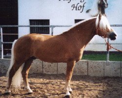 stallion Nobelmann (Haflinger, 1994, from Nabucco)