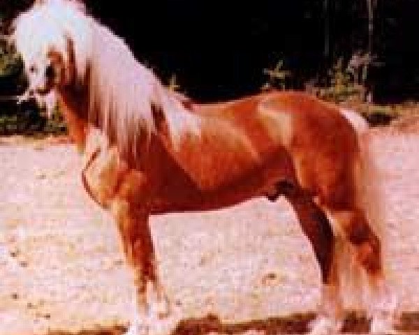 stallion Harras (Haflinger, 1986, from Hofadel)