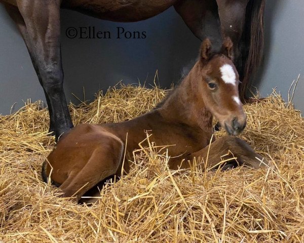 horse Hengst von Bolt d´Oro xx (Thoroughbred, 2022, from Bolt D´oro xx)