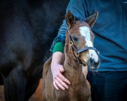 horse Stute von Kameko xx (Thoroughbred, 2022, from Kameko xx)