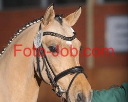 dressage horse Champion's Double (German Riding Pony, 2011, from FS Champion de Luxe)