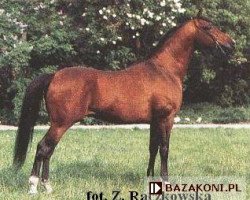 stallion Arbil ox (Arabian thoroughbred, 1981, from Banat 1967 ox)