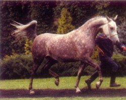 broodmare Wendeta ox (Arabian thoroughbred, 1981, from Palas ox)