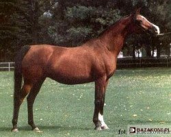 broodmare Alejka ox (Arabian thoroughbred, 1985, from Palas ox)