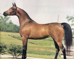 broodmare Kajora ox (Arabian thoroughbred, 1979, from Kaborr 1970 ox)