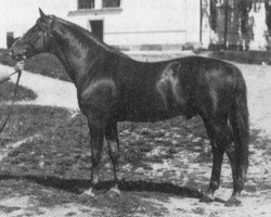 Deckhengst Haffner (Schwedisches Warmblut, 1929, von Sonnensänger)