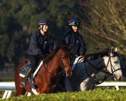 broodmare Lesley May xx (Thoroughbred, 2015, from Tapit xx)