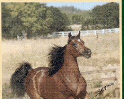 broodmare Katahza ox (Arabian thoroughbred, 1981, from Aza Destiny ox)