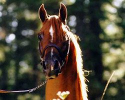 stallion JK Spartan ox (Arabian thoroughbred, 1986, from GG Jabask ox)