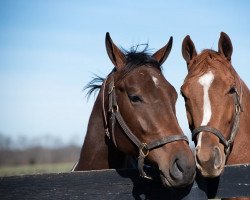 Pferd Better Whisper xx (Englisches Vollblut, 2018, von Tapit xx)