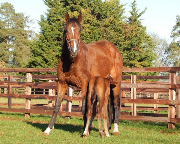 broodmare Powerful Dream xx (Thoroughbred, 2013, from Frozen Power xx)