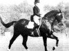 stallion Gassendi (Swedish Warmblood, 1962, from Gaspari)