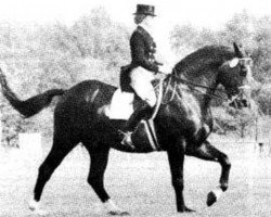 Deckhengst Gassendi (Schwedisches Warmblut, 1962, von Gaspari)