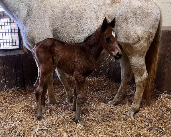 horse Stute von Game Winner xx (Thoroughbred, 2022, from Game Winner xx)