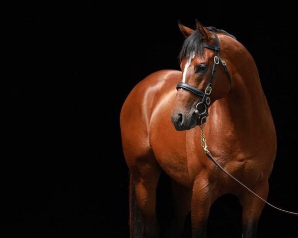 stallion Maximum Security xx (Thoroughbred, 2016, from New Years Day xx)