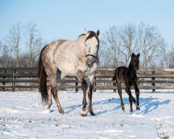 horse Hengst von Authentic xx (Thoroughbred, 2022, from Authentic xx)