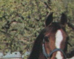 broodmare Aleksja ox (Arabian thoroughbred, 1968, from Czort 1949 ox)