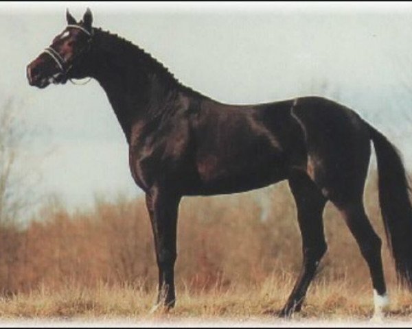 stallion Sack (Swedish Warmblood, 1991, from Kaliber)