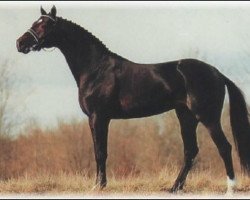 Deckhengst Sack (Schwedisches Warmblut, 1991, von Kaliber)