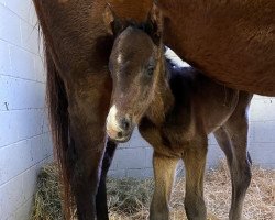 horse Hengst von Violence xx (Thoroughbred, 2022, from Violence xx)