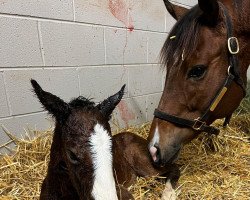 Pferd Stute von Union Rags xx (Englisches Vollblut, 2022, von Union Rags xx)