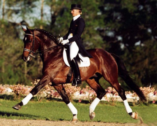 stallion Rambo (Danish Warmblood, 1986, from Racot 642 SWE)