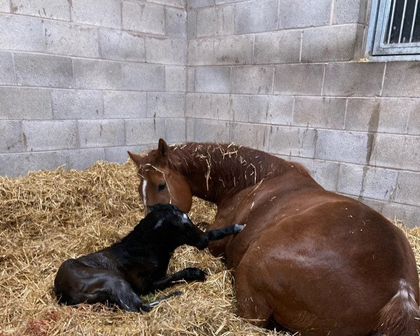 horse Stute von Havana Grey xx (Thoroughbred, 2022, from Havana Grey xx)