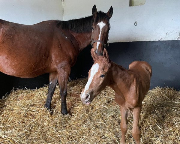 horse Hengst von Sea the Stars xx (Thoroughbred, 2022, from Sea The Stars xx)