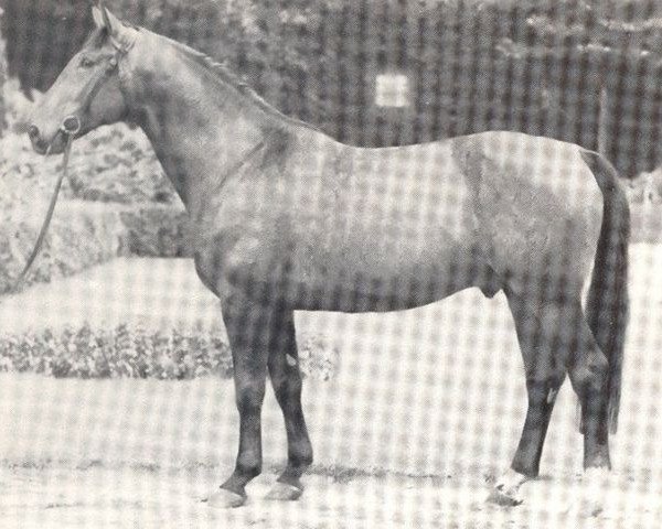 stallion Fitger (Westphalian, 1966, from Filter)