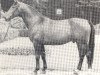 stallion Fitger (Westphalian, 1966, from Filter)