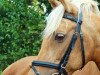 broodmare Viola (German Riding Pony, 1995, from VIP)
