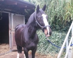 broodmare Renomée (Hessian Warmblood, 1997, from Reverend)