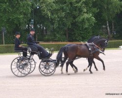 dressage horse Vasco 79 (German Riding Pony, 2000, from Vivaldi)