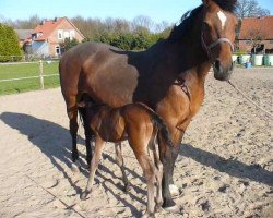 broodmare Mandoline (Holsteiner, 1997, from Contender)