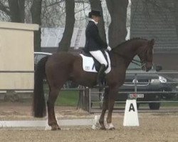 dressage horse Dante Alighieri K.H. (Westphalian, 2000, from Dream of Heidelberg I)