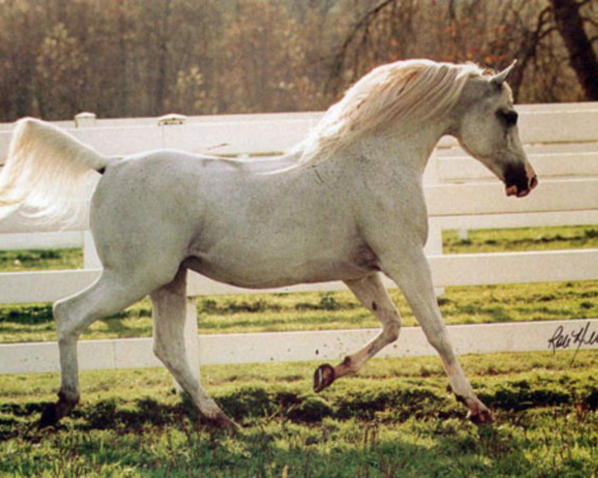 stallion Gabaryt ox (Arabian purebred,  , from Banat 1967 ox)