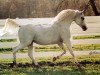 stallion Gabaryt ox (Arabian thoroughbred,  , from Banat 1967 ox)