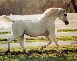 stallion Gabaryt ox (Arabian thoroughbred,  , from Banat 1967 ox)