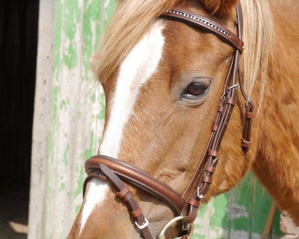 Zuchtstute Angelina (Welsh Pony (Sek.B), 1991, von Twylands Firecracker)