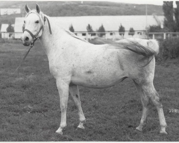 broodmare Niagara 1965 ox (Arabian thoroughbred, 1965, from Semen 1956 ox)