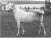 broodmare Niagara 1965 ox (Arabian thoroughbred, 1965, from Semen 1956 ox)