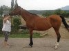 broodmare Melodrama 1991 ox (Arabian thoroughbred, 1991, from Mukomol 1979 ox)