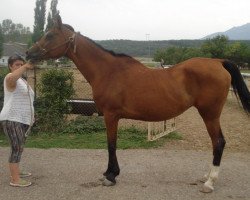 broodmare Melodrama 1991 ox (Arabian thoroughbred, 1991, from Mukomol 1979 ox)