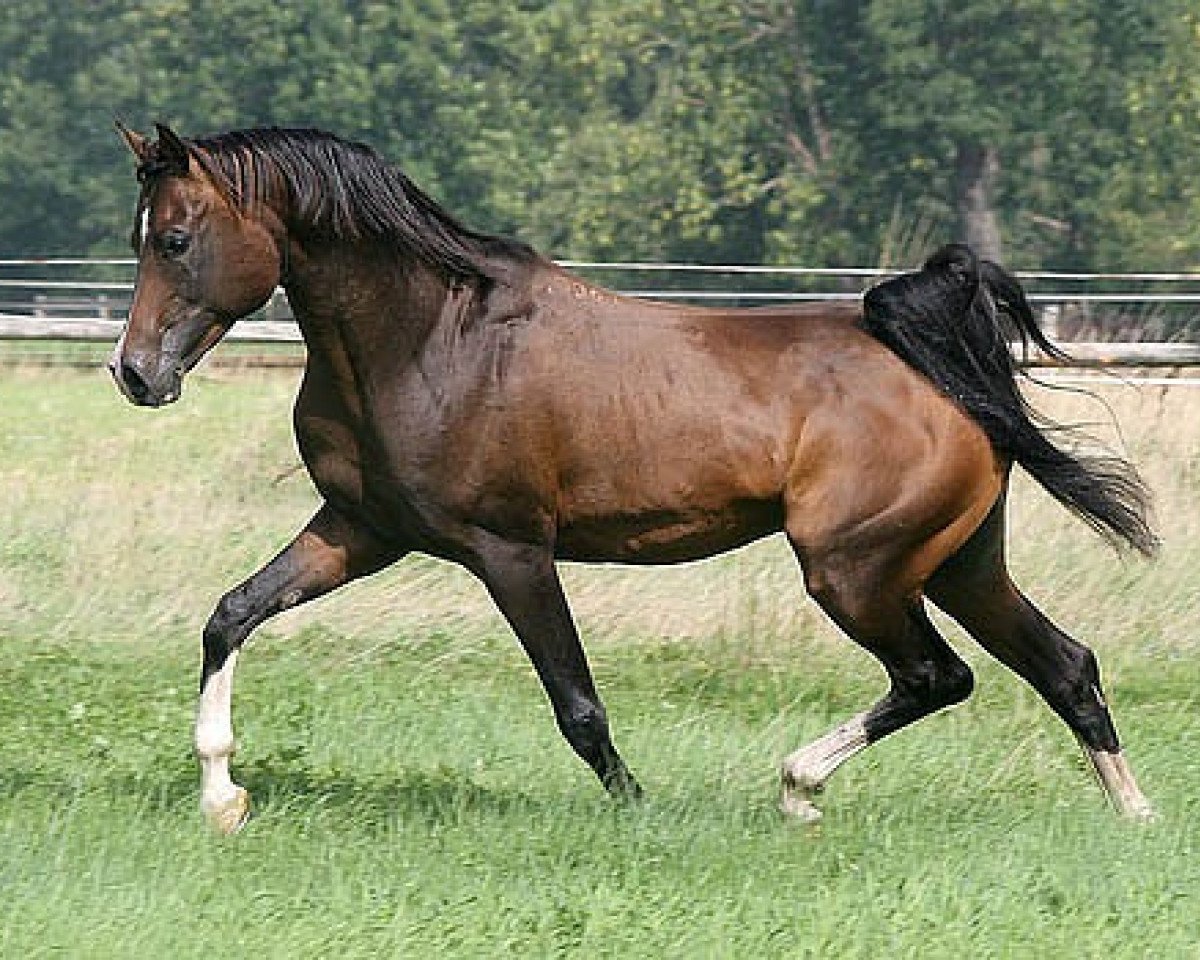 horse Manuskript 2001 ox (Arabian purebred, 2001, from Piligrim 1991 ox)