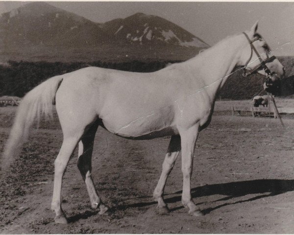 Zuchtstute Novizna 1946 ox (Vollblutaraber, 1946, von Naseem 1922 ox)