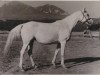 broodmare Novizna 1946 ox (Arabian thoroughbred, 1946, from Naseem 1922 ox)