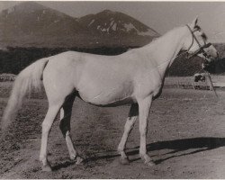 broodmare Novizna 1946 ox (Arabian thoroughbred, 1946, from Naseem 1922 ox)